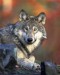 sibalsky vlk.jpg